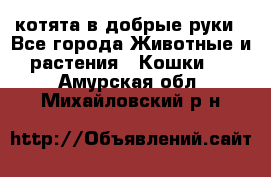котята в добрые руки - Все города Животные и растения » Кошки   . Амурская обл.,Михайловский р-н